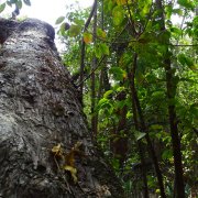 Tengragiri Wildlife Sanctuary